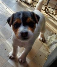 Puppies for sale jack russell terrier - Sweden, Lidkoping