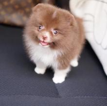 Puppies for sale pomeranian spitz - Ireland, Dublin