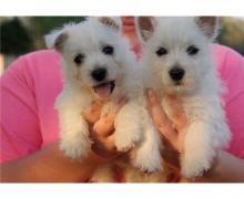 Puppies for sale west highland white terrier - Ireland, Dublin