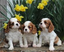 Puppies for sale king charles spaniel - Finland, Lahti