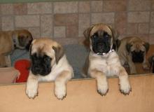 Puppies for sale bullmastiff - Bulgaria, Sofia