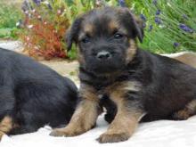 Puppies for sale border terrier - Latvia, . Price 10 €