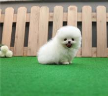 Puppies for sale pomeranian spitz - Belarus, Mogilev