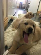 Puppies for sale golden retriever - Netherlands, Enschede