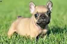 Puppies for sale french bulldog - Sweden, Lidkoping