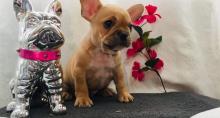 Puppies for sale french bulldog - Estonia, Narva
