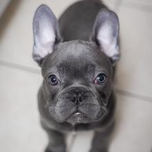 Puppies for sale french bulldog - United Kingdom, Cambridge. Price 1350 €