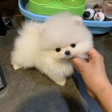 Puppies for sale pomeranian spitz - Luxembourg, Luxembourg