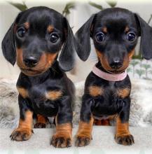 Puppies for sale dachshund - Austria, Vienna