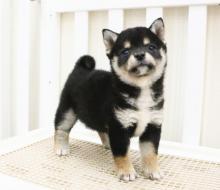 Puppies for sale , shiba inu - Lithuania, Jonishkis