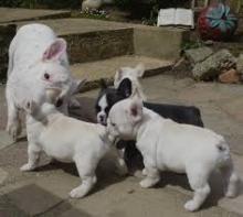 Puppies for sale french bulldog - Austria, Vienna