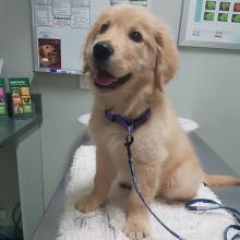 Puppies for sale golden retriever - Slovenia, Banja Luka