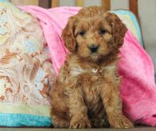 Puppies for sale , cockapoo - Ireland, Dublin