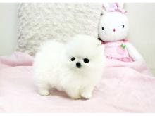 Puppies for sale pomeranian spitz - Portugal, Portalegre