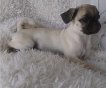 Puppies for sale pug - Ireland, Dublin