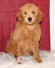 Puppies for sale other breed, goldendoodle - Portugal, Lisbon