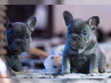 Puppies for sale french bulldog - USA, California, San Francisco