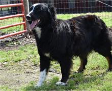 Puppies for sale australian shepherd - Ireland, Dublin