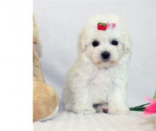 Puppies for sale maltese - Canada, Ontario, Toronto