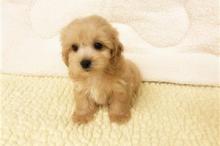 Puppies for sale , cockapoo - Finland, Helsinki