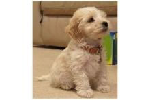 Puppies for sale , cockapoo - Finland, Turks