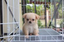 Puppies for sale chihuahua - Russia, Moscow