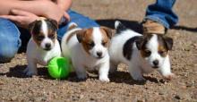 Puppies for sale jack russell terrier - Estonia, Pya