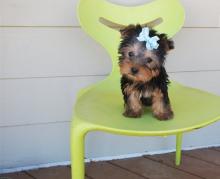 Puppies for sale yorkshire terrier - Canada, Ontario, Toronto