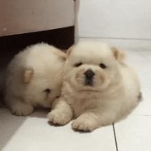 Puppies for sale chow chow - Russia, Moscow