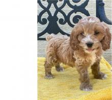 Puppies for sale , cockapoo - Finland, Tampere
