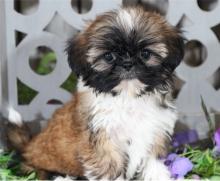 Puppies for sale shih tzu - Finland, Helsinki