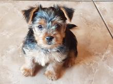 Puppies for sale yorkshire terrier - Lithuania, Kayschyadoris