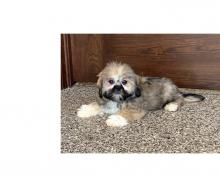 Puppies for sale lhasa apso - Finland, Turks