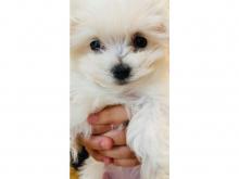 Puppies for sale maltese - Poland, Warsaw. Price 300 €