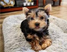 Puppies for sale yorkshire terrier - United Kingdom, Portland