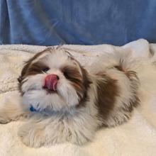 Puppies for sale shih tzu - United Kingdom, Bristol