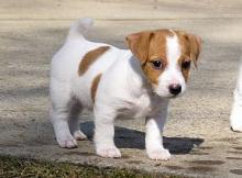 Puppies for sale jack russell terrier - Cyprus, Paphos