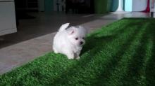 Puppies for sale maltese - Ukraine, Simferopol