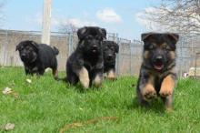 Puppies for sale german shepherd dog - Italy, Bologna