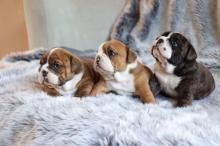Puppies for sale english bulldog - United Kingdom, Birmingham