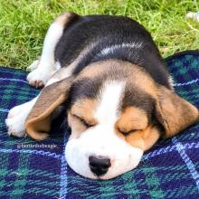 Puppies for sale beagle - United Kingdom, Cardiff