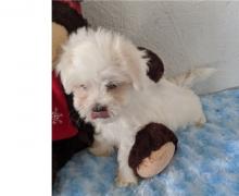 Puppies for sale maltese - Ireland, Cork