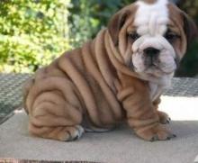 Puppies for sale english bulldog - Lithuania, Vilnius. Price 21 €