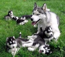 Puppies for sale haski - Slovakia, Brno. Price 10 €