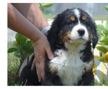 Puppies for sale bernese mountain dog - Ireland, Dublin