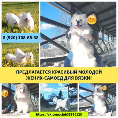 Продам щенка Самоед, самоедская лайка - Россия, Коломна