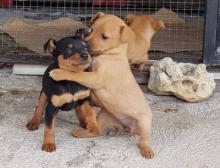 Puppies for sale miniature pinscher - Ireland, Cork