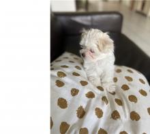 Puppies for sale maltese - Ireland, Cork