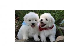 Puppies for sale maltese - Canada, New Brunswick