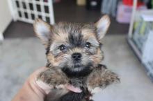 Puppies for sale yorkshire terrier - Turkmenistan, Dashoguz